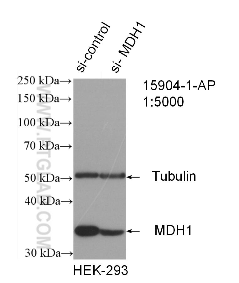 WB analysis of HEK-293 using 15904-1-AP