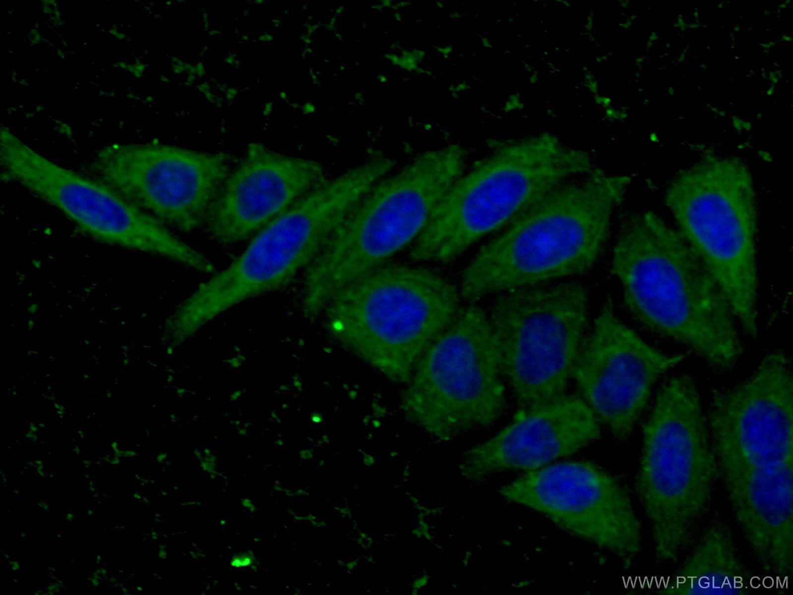 Immunofluorescence (IF) / fluorescent staining of HepG2 cells using MDH1 Monoclonal antibody (66505-1-Ig)