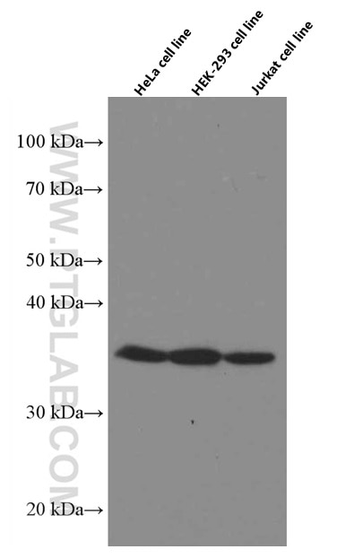 Western Blot (WB) analysis of various lysates using MDH1 Monoclonal antibody (66505-1-Ig)