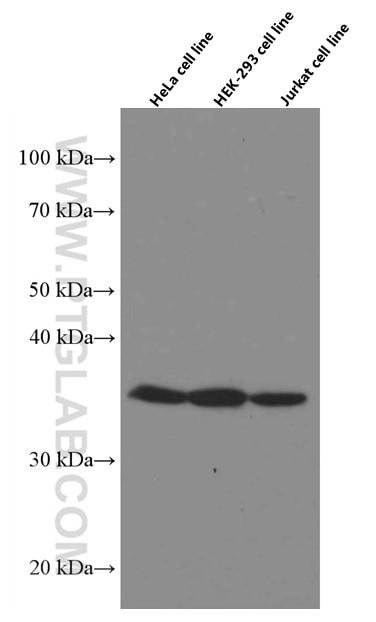 WB analysis using 66505-1-Ig