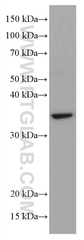 Western Blot (WB) analysis of NIH/3T3 cells using MDH1 Monoclonal antibody (66505-1-Ig)