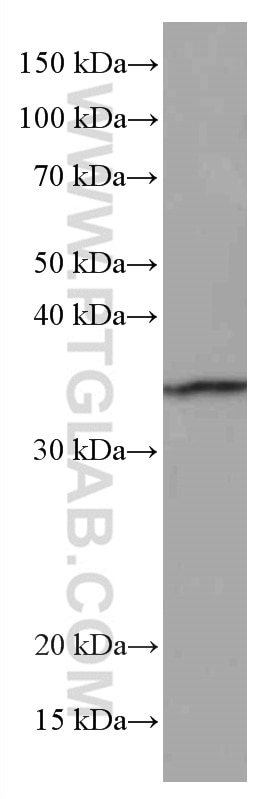 Western Blot (WB) analysis of RAW 264.7 cells using MDH1 Monoclonal antibody (66505-1-Ig)