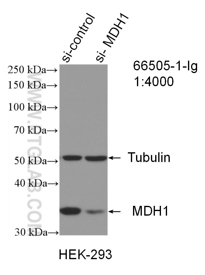 Western Blot (WB) analysis of HEK-293 cells using MDH1 Monoclonal antibody (66505-1-Ig)