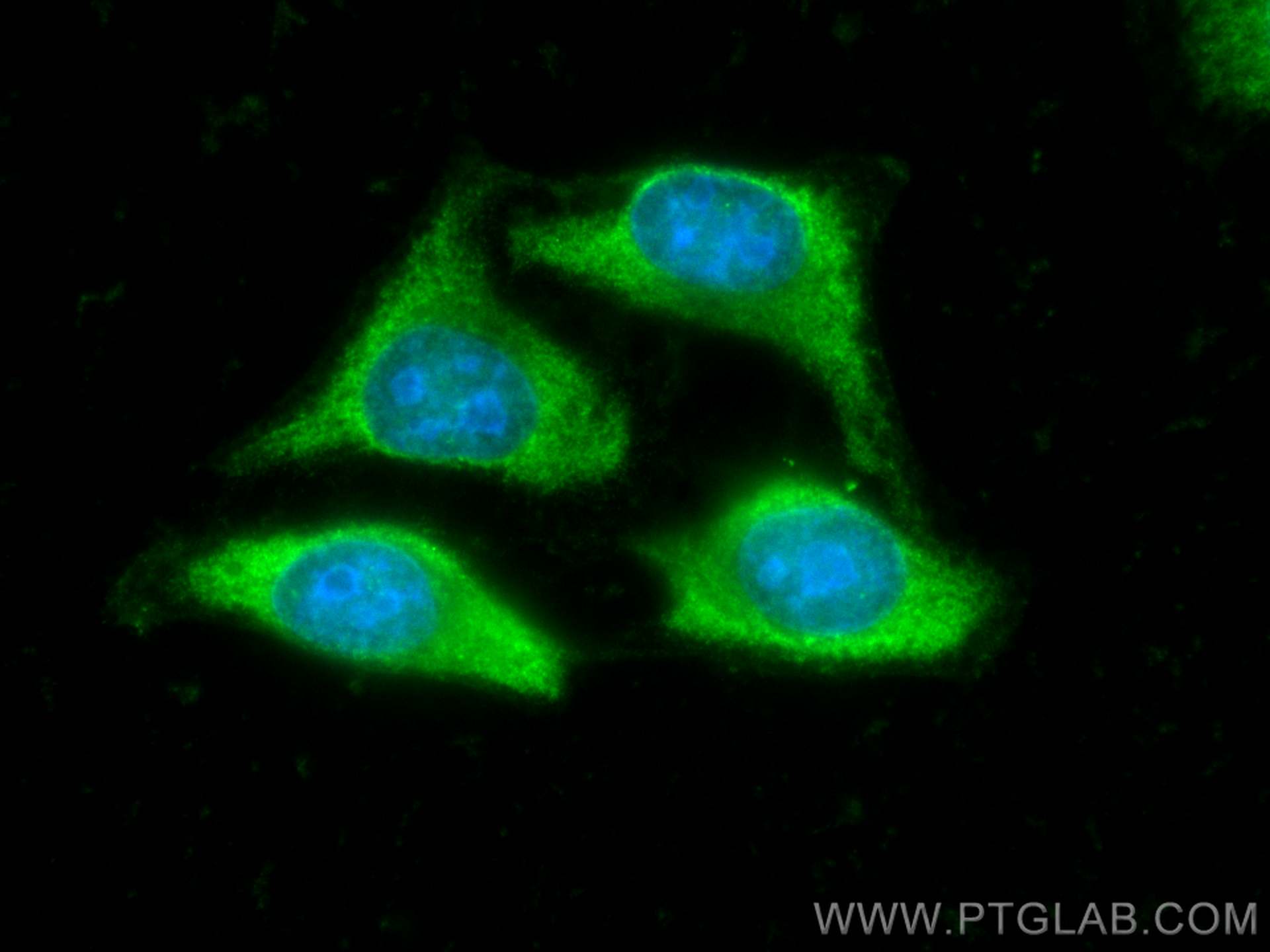 IF Staining of HepG2 using CL488-66505