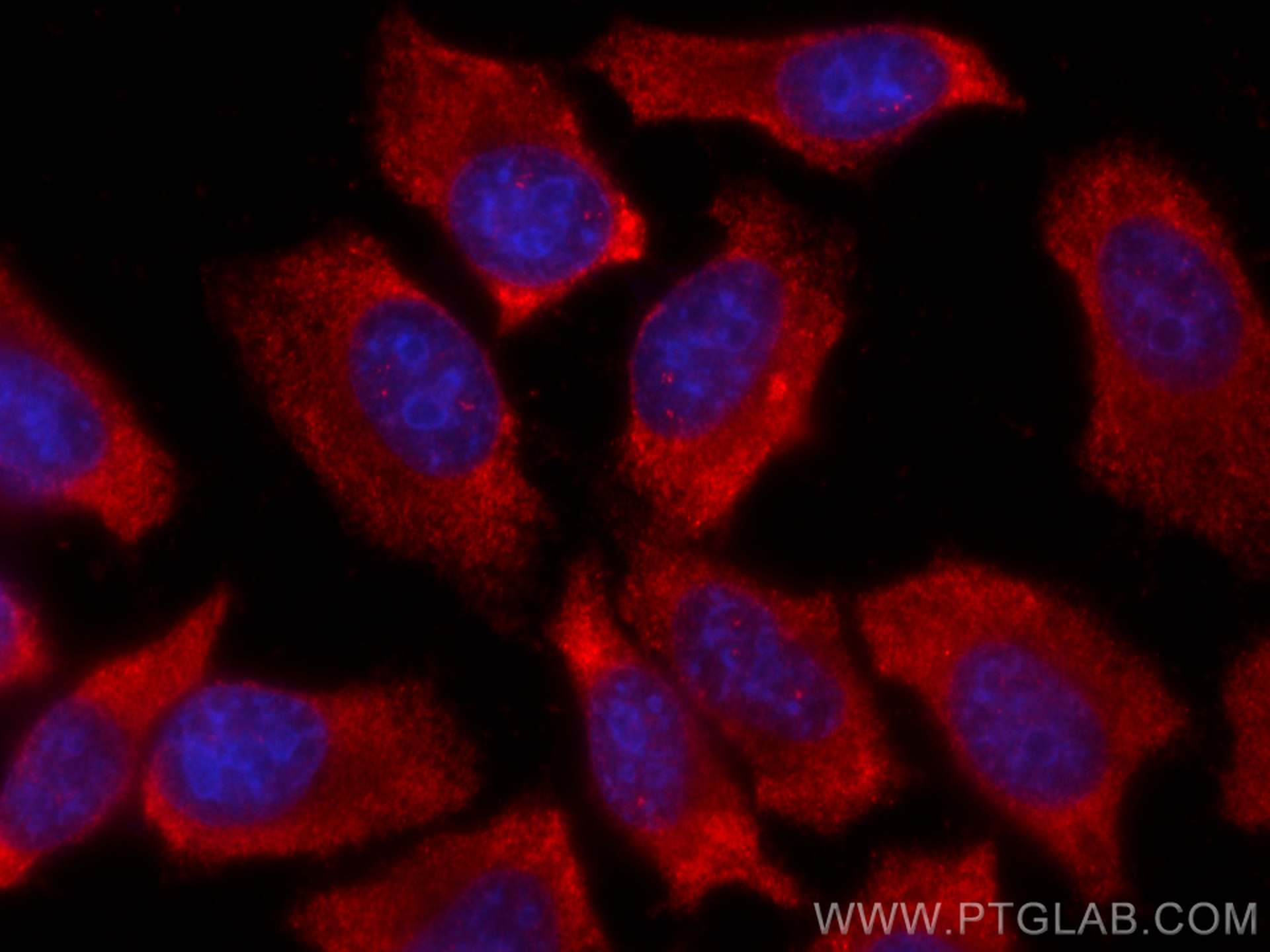 Immunofluorescence (IF) / fluorescent staining of HepG2 cells using CoraLite®594-conjugated MDH1 Monoclonal antibody (CL594-66505)