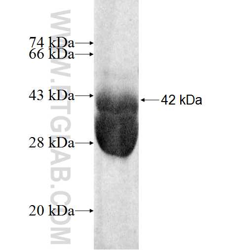 MDH1 fusion protein Ag8878 SDS-PAGE MDH1 fusion protein Ag8878 SDS-PAGE