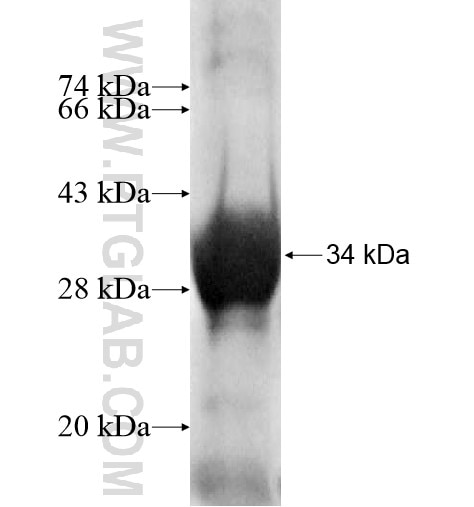 MDH1B fusion protein Ag11406 SDS-PAGE