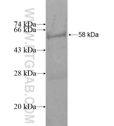 MDH1B fusion protein Ag11422 SDS-PAGE