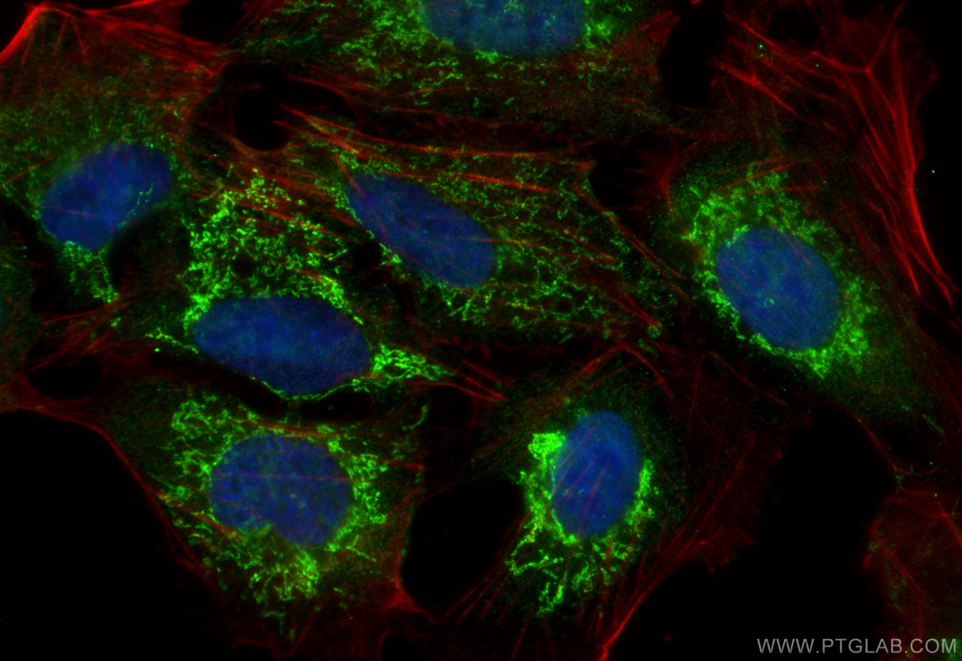 Immunofluorescence (IF) / fluorescent staining of U2OS cells using MDH2 Polyclonal antibody (15462-1-AP)