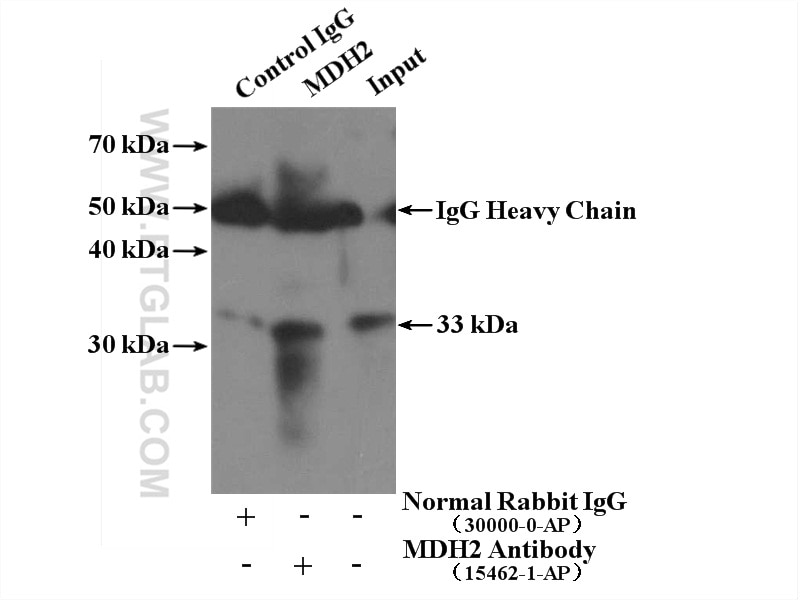 Immunoprecipitation (IP) experiment of mouse lung tissue using MDH2 Polyclonal antibody (15462-1-AP)