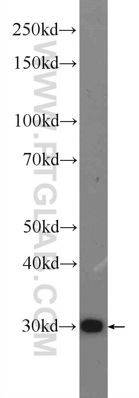 Western Blot (WB) analysis of rat lung tissue using MDH2 Polyclonal antibody (15462-1-AP)