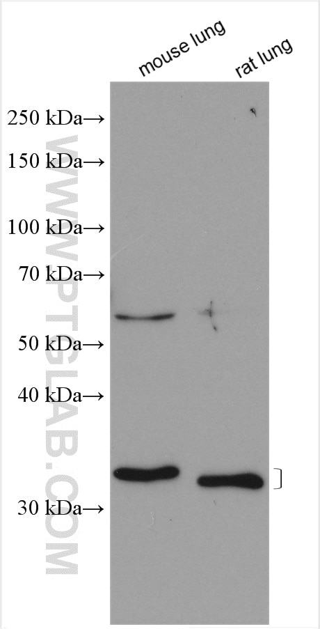 Western Blot (WB) analysis of various lysates using MDH2 Polyclonal antibody (15462-1-AP)