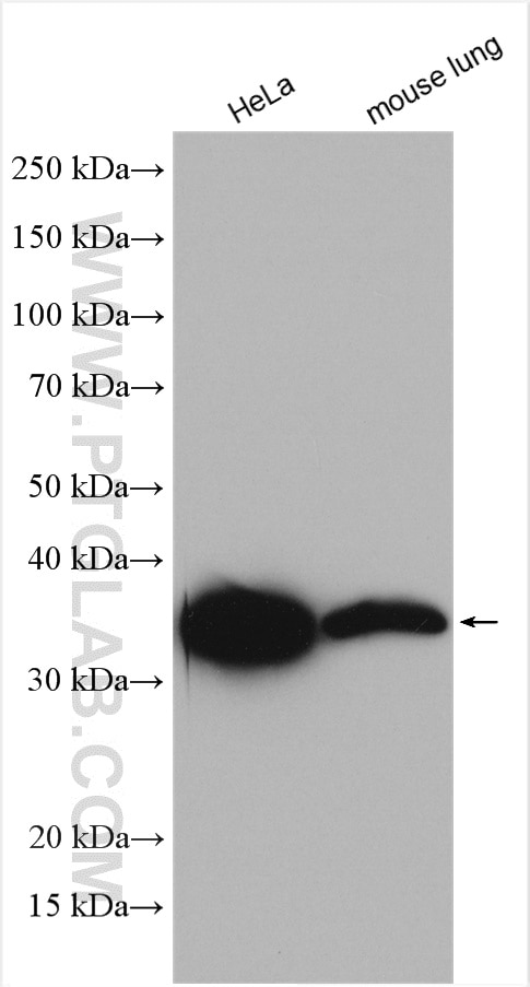 Western Blot (WB) analysis of various lysates using MDH2 Polyclonal antibody (15462-1-AP)