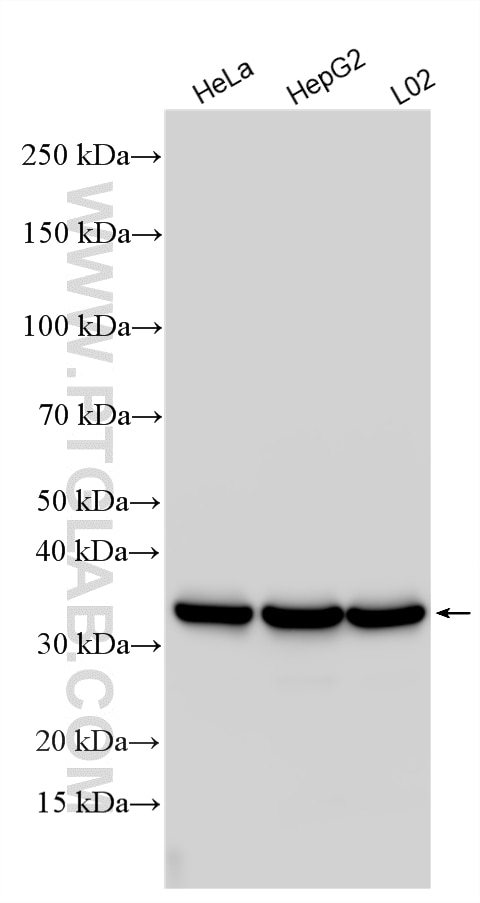 Various lysates were subjected to SDS PAGE followed by western blot with 15462-1-AP (MDH2 antibody) at dilution of 1:10000 incubated at room temperature for 1.5 hours. Western Blot (WB) analysis of various lysates using MDH2 Polyclonal antibody (15462-1-AP)