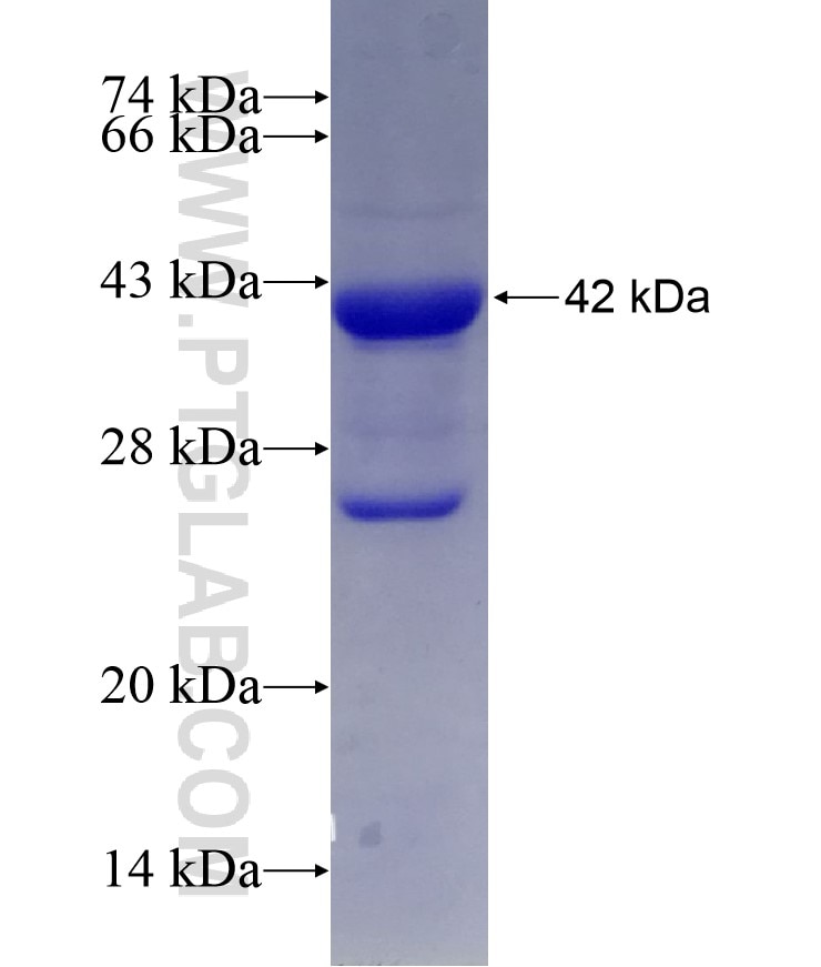 MDH2 fusion protein Ag7750 SDS-PAGE