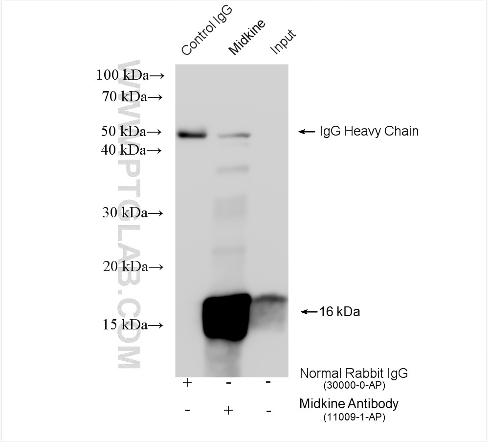 IP experiment of mouse embryo using 11009-1-AP