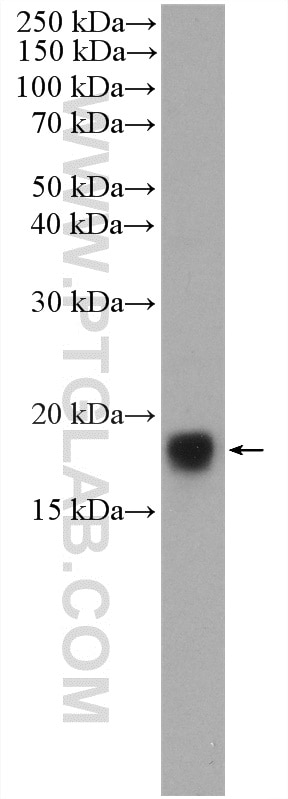 Western Blot (WB) analysis of COLO 320 cells using Midkine Polyclonal antibody (11009-1-AP)