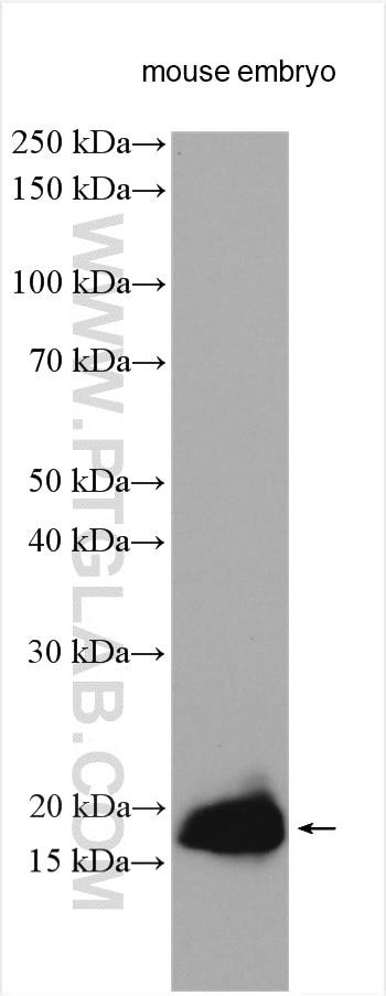 WB analysis using 11009-1-AP