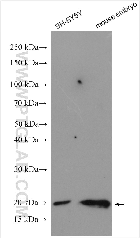 Western Blot (WB) analysis of various lysates using Midkine Polyclonal antibody (11009-1-AP)