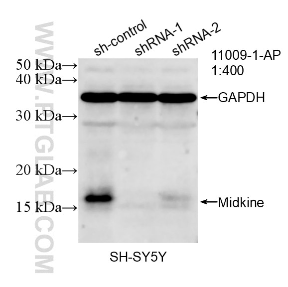 WB result of Midkine antibody (11009-1-AP; 1:400; incubated at room temperature for 1.5 hours) with sh-Control and sh-Midkine transfected SH-SY5Y cells. Western Blot (WB) analysis of SH-SY5Y cells using Midkine Polyclonal antibody (11009-1-AP)