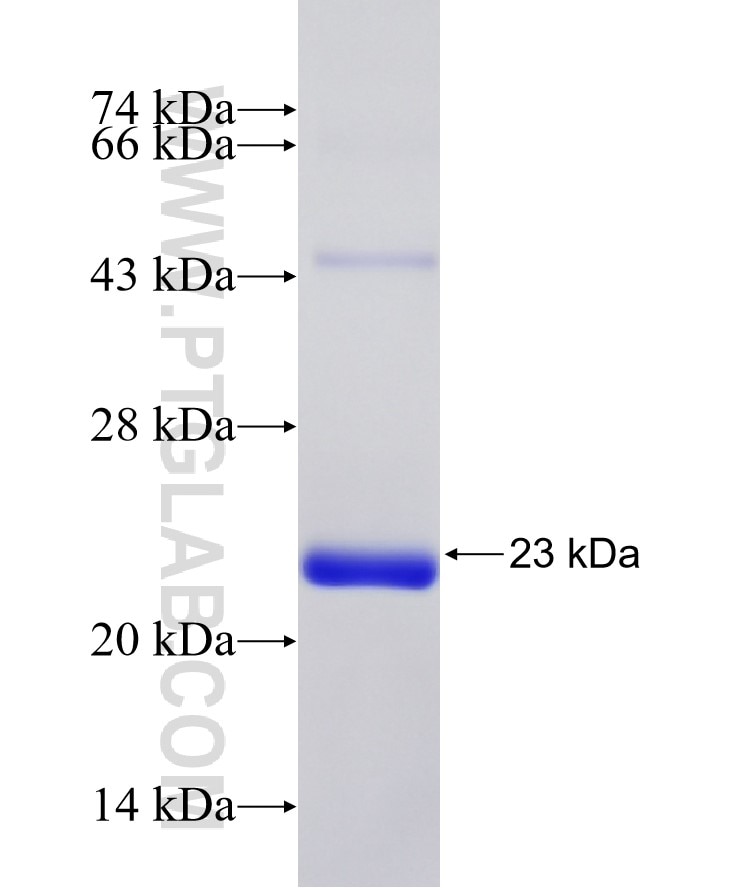 MDK fusion protein Ag24547 SDS-PAGE