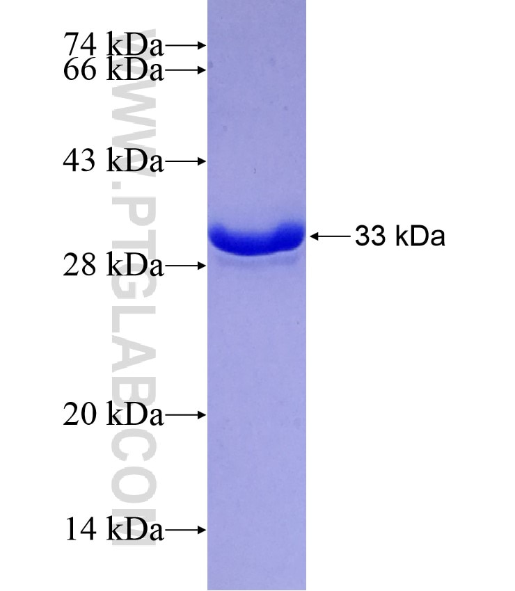 MDK fusion protein Ag29185 SDS-PAGE