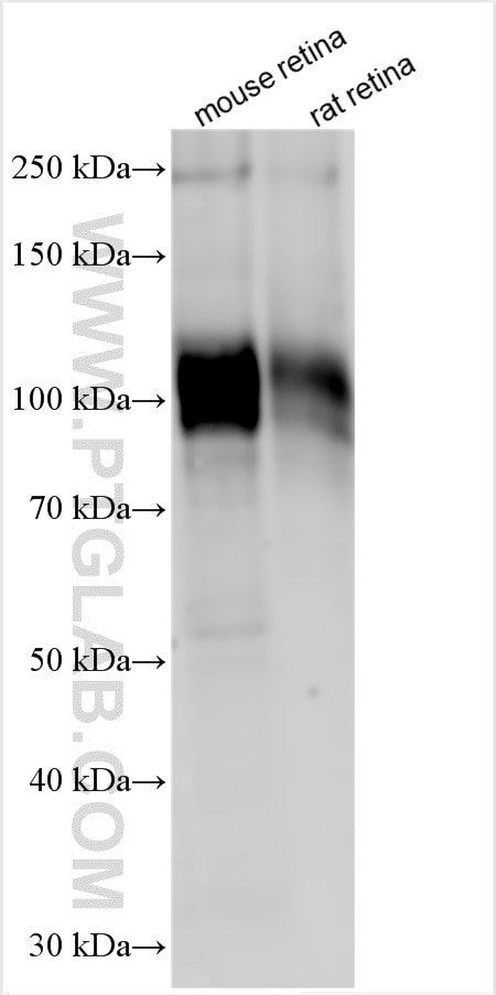 Western Blot (WB) analysis of various lysates using MDM1 Polyclonal antibody (17575-1-AP)