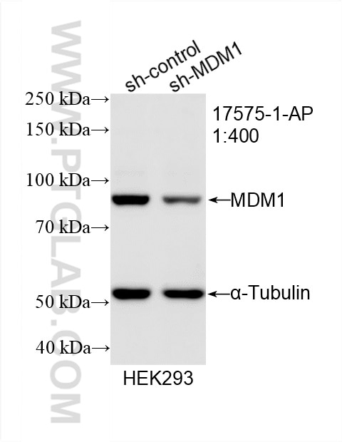 Western Blot (WB) analysis of HEK-293 cells using MDM1 Polyclonal antibody (17575-1-AP)