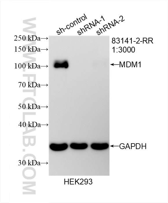 Western Blot (WB) analysis of HEK-293 cells using MDM1 Recombinant antibody (83141-2-RR)