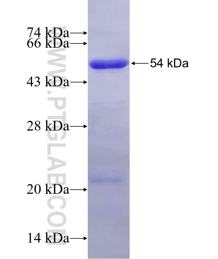 MDM1 fusion protein Ag10514 SDS-PAGE