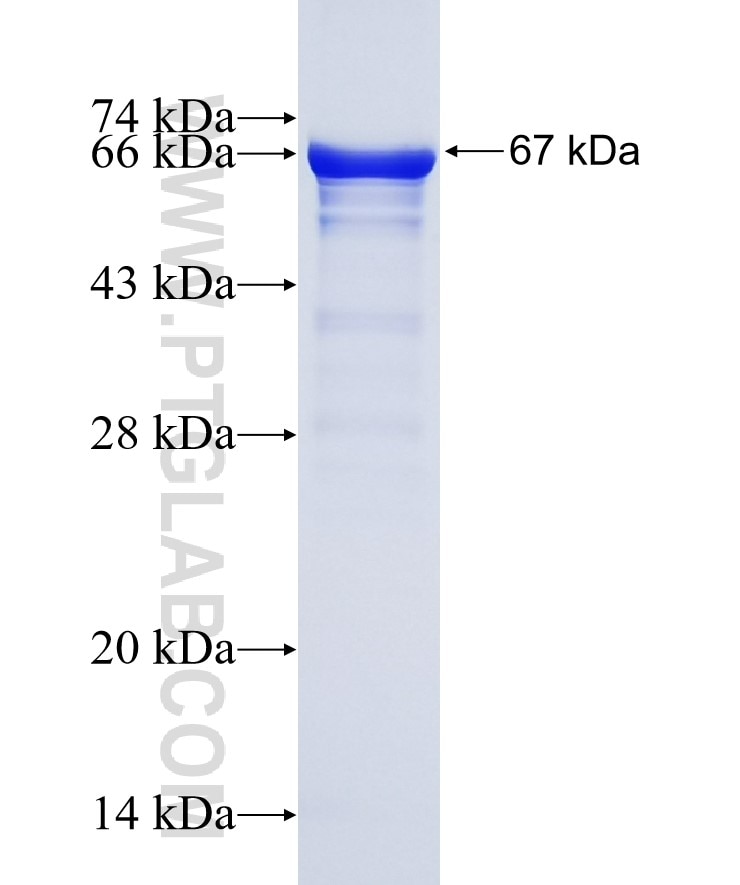 MDM1 fusion protein Ag10541 SDS-PAGE