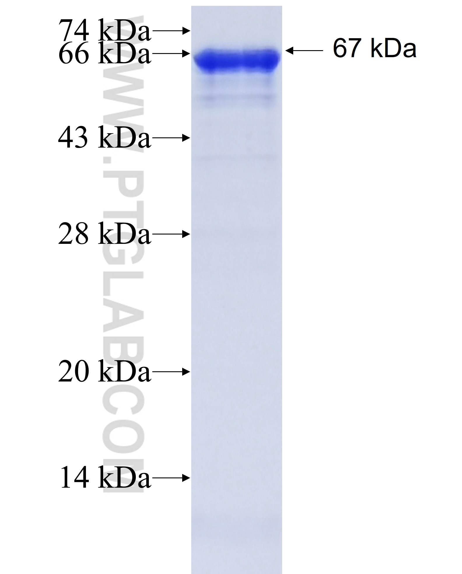 MDM1 fusion protein Ag10541 SDS-PAGE