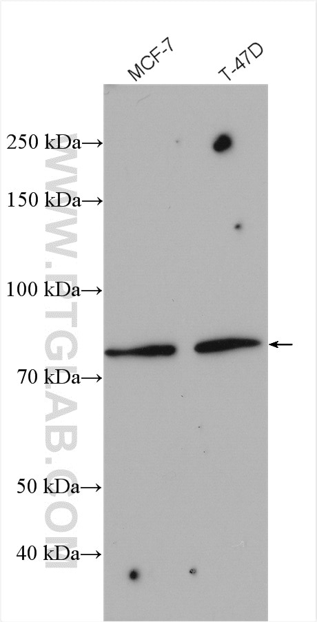 Western Blot (WB) analysis of various lysates using MDM2 Polyclonal antibody (27883-1-AP)