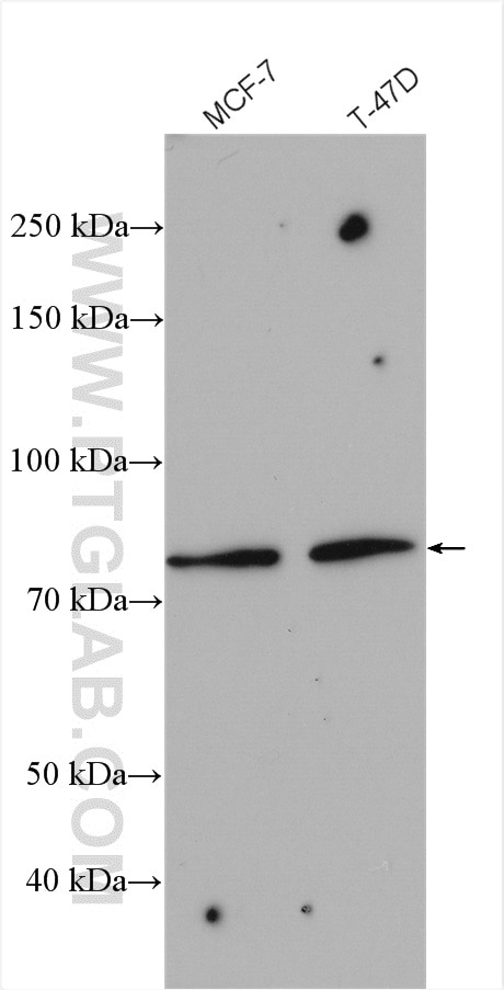 WB analysis using 27883-1-AP