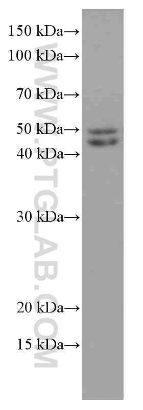 Western Blot (WB) analysis of A549 cells using MDM2 Monoclonal antibody (66511-1-Ig)