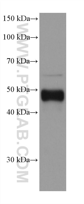 Western Blot (WB) analysis of U-251 cells using MDM2 Monoclonal antibody (66511-1-Ig)
