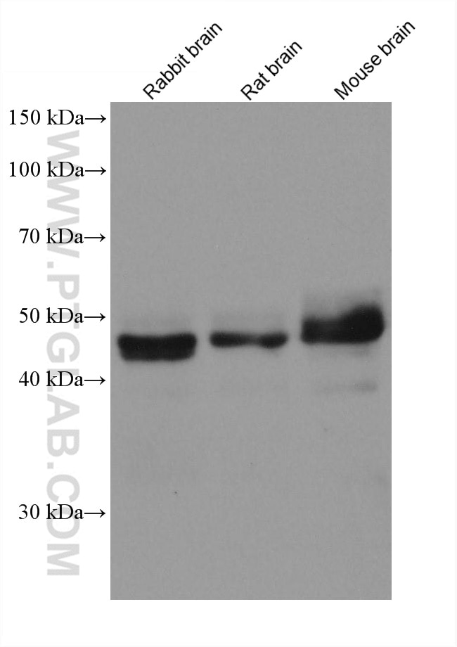 WB analysis using 66511-1-Ig