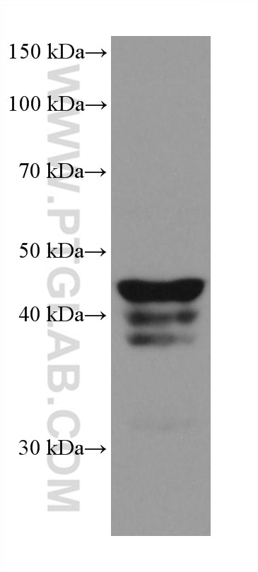 Western Blot (WB) analysis of MCF-7 cells using MDM2 Monoclonal antibody (66511-1-Ig)