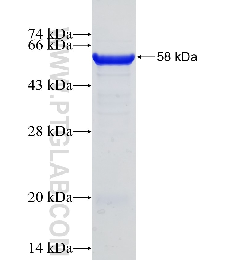 MDM2 fusion protein Ag27255 SDS-PAGE