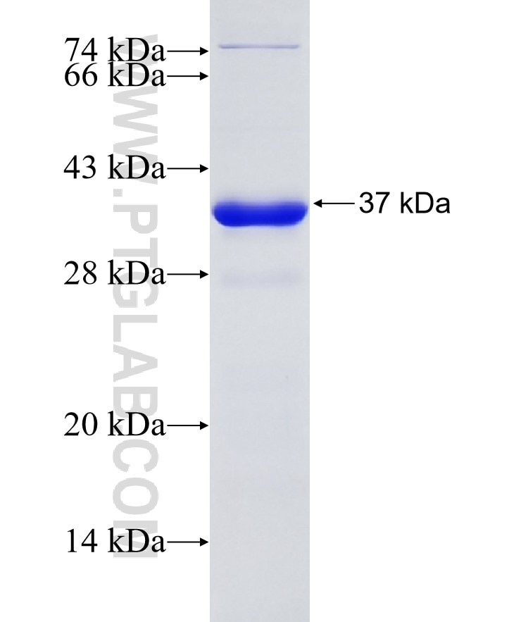 MDM2 fusion protein Ag27269 SDS-PAGE