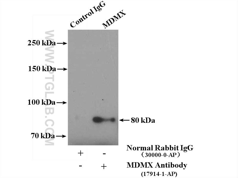 Immunoprecipitation (IP) experiment of HeLa cells using MDMX Polyclonal antibody (17914-1-AP)