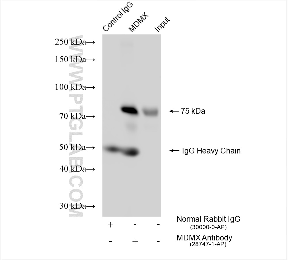 Immunoprecipitation (IP) experiment of MCF-7 cells using MDMX Polyclonal antibody (28747-1-AP)
