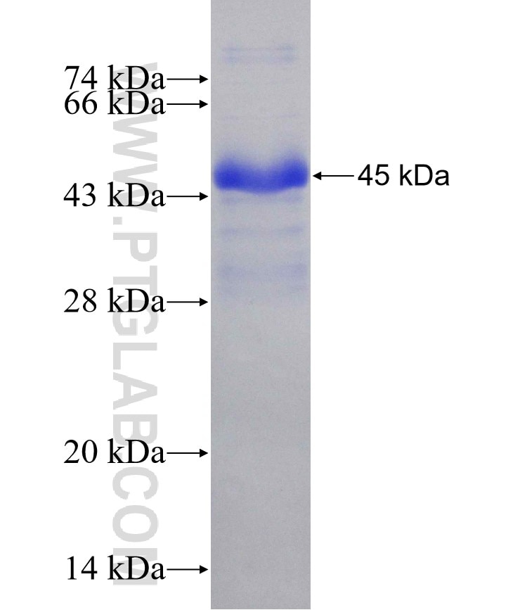 MDM4 fusion protein Ag30456 SDS-PAGE