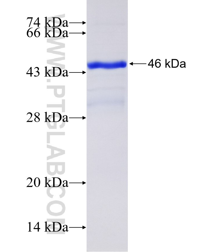 MDM4 fusion protein Ag30456 SDS-PAGE