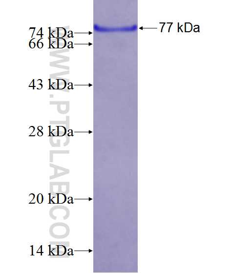 MDM4 fusion protein Ag12319 SDS-PAGE