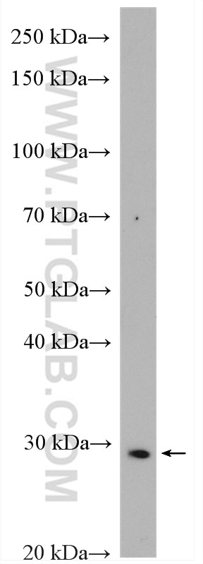 Western Blot (WB) analysis of HepG2 cells using MDP-1 Polyclonal antibody (13929-1-AP)