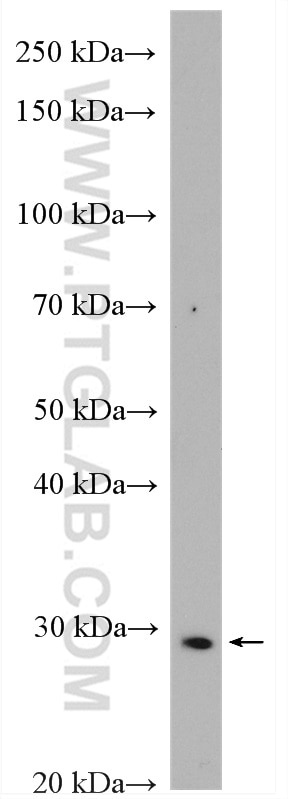 WB analysis of HepG2 using 13929-1-AP