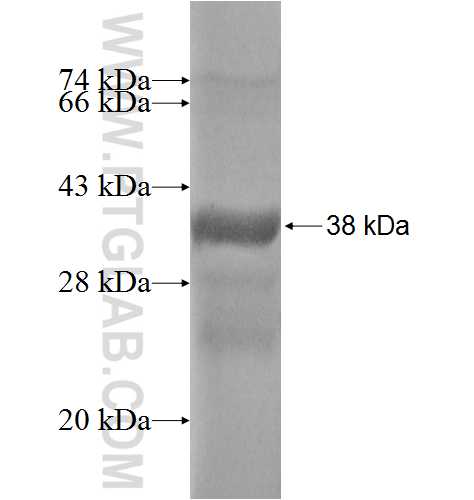 MDP-1 fusion protein Ag4949 SDS-PAGE
