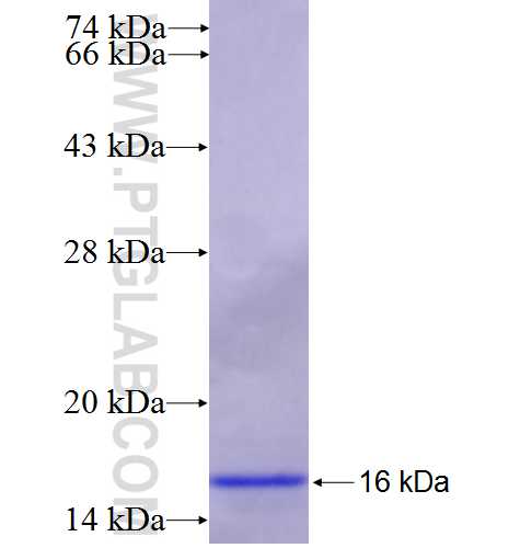 MDP-1 fusion protein Ag5447 SDS-PAGE
