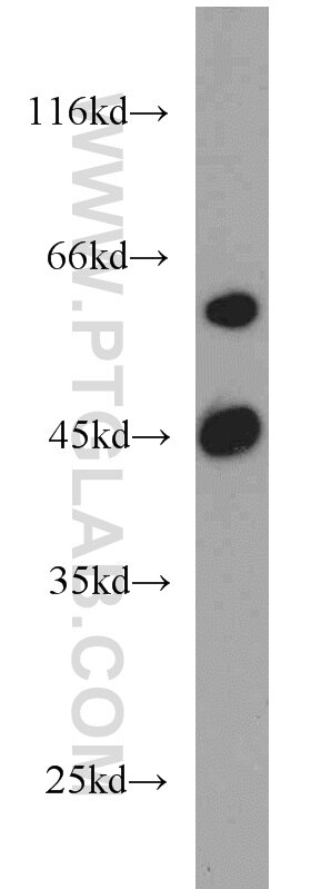 Western Blot (WB) analysis of mouse liver tissue using ME1 Polyclonal antibody (16619-1-AP)